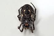 brugspin (Larinioides sclopetarius) 9-2012 0762